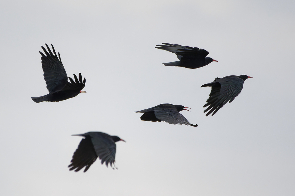 Chough